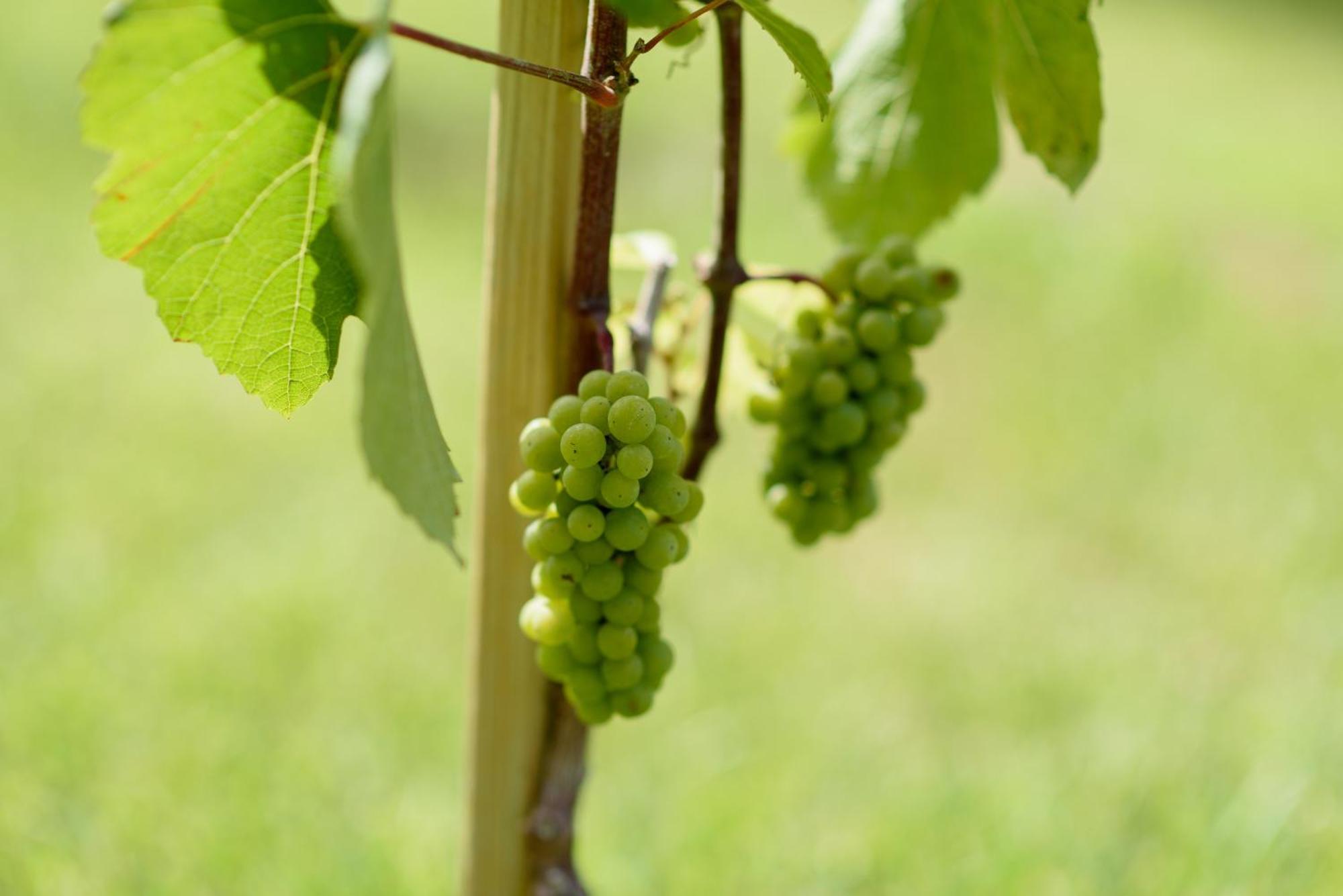 Leone De Castris Wine Hotel Salice Salentino Eksteriør billede